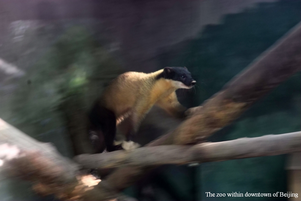 Yellow-throated marten