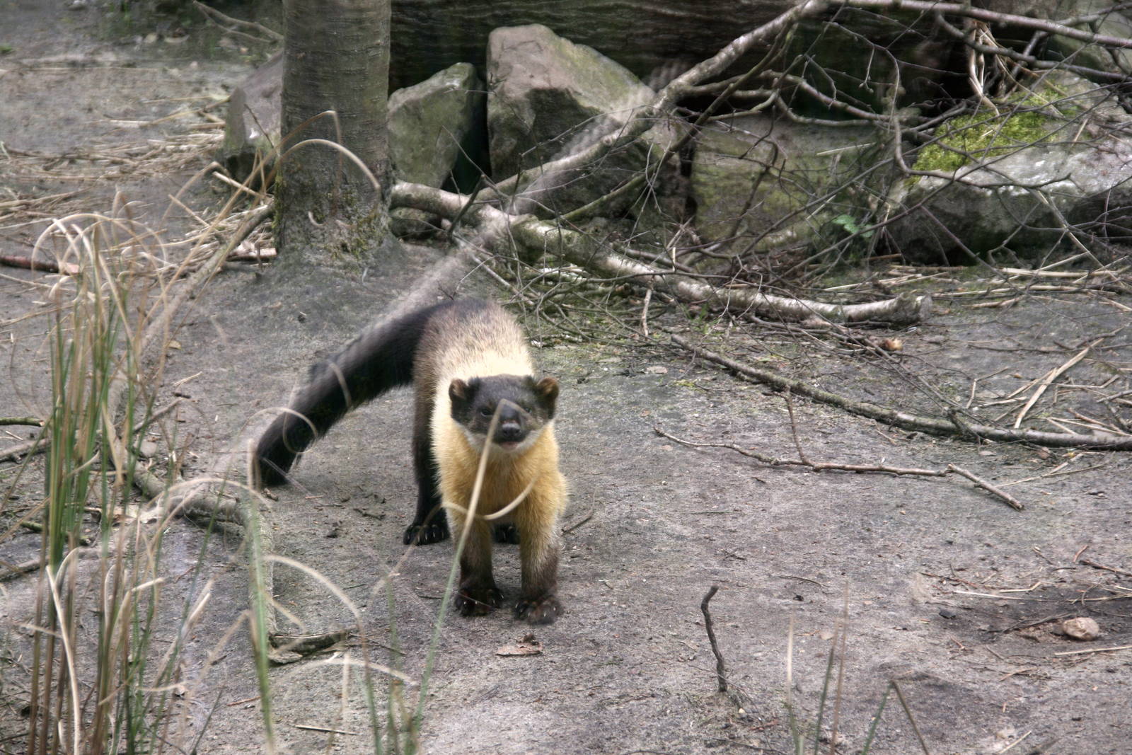 Yellow-throated marten