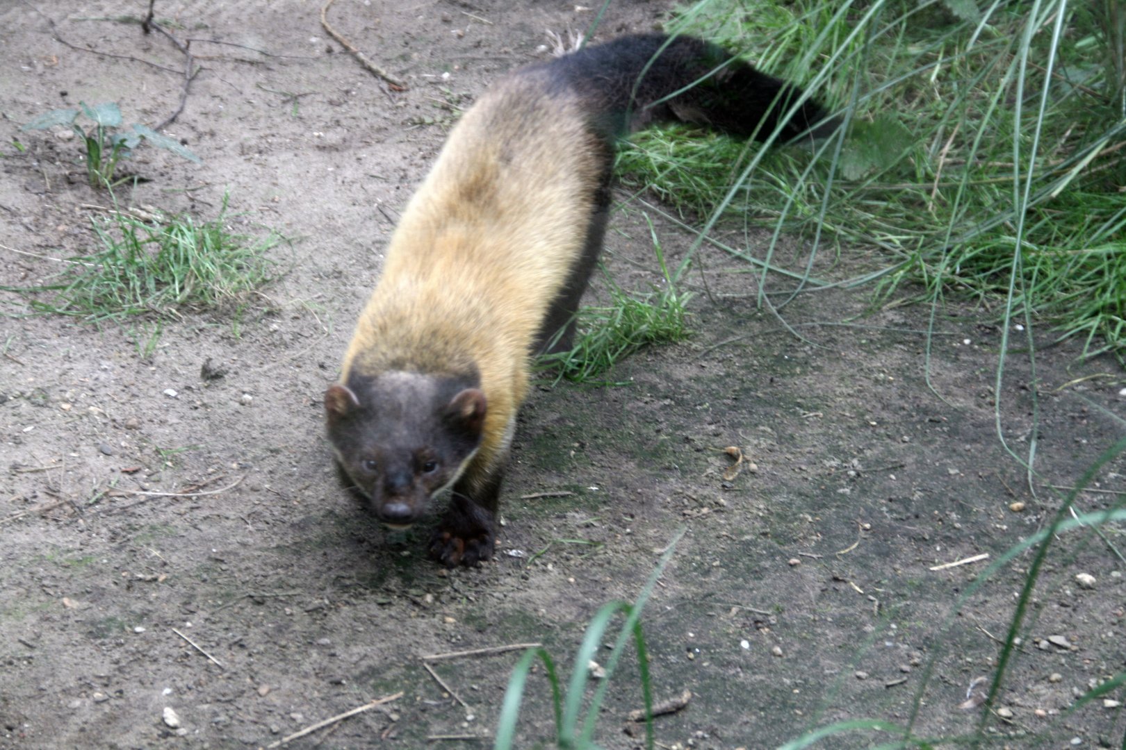 Yellow-throated marten