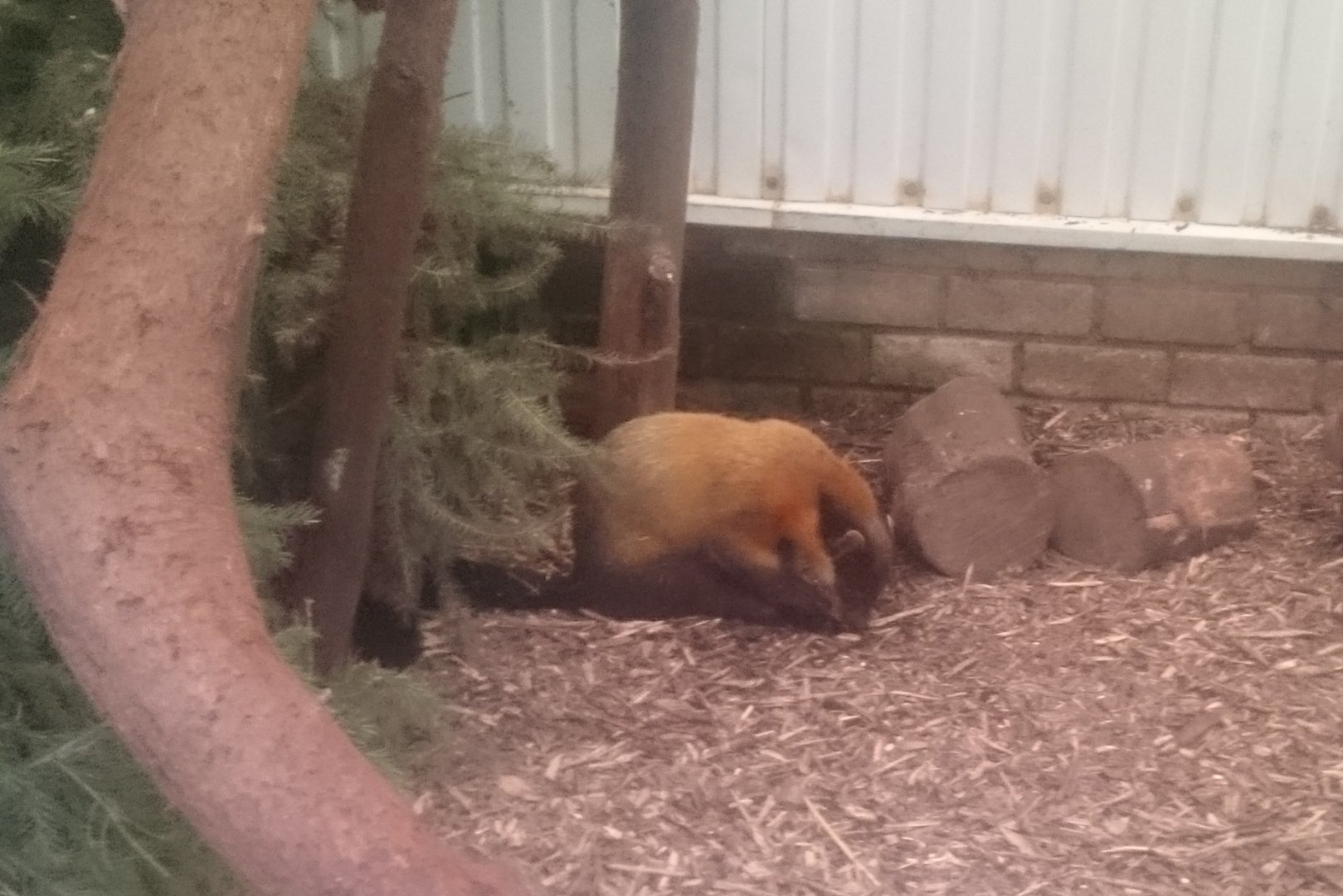 Yellow-throated marten