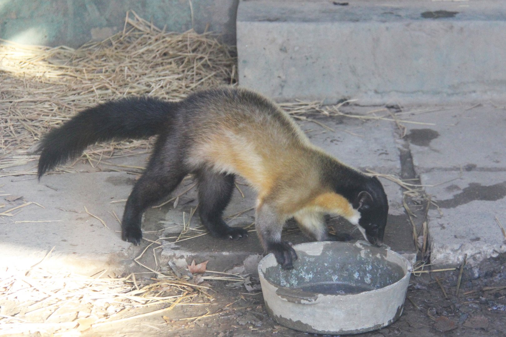 Yellow-throated Marten