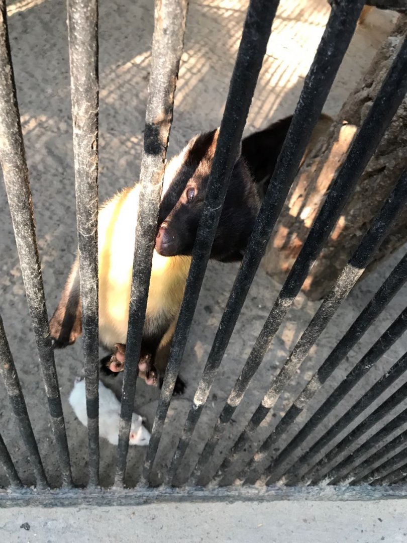 Yellow-throated marten