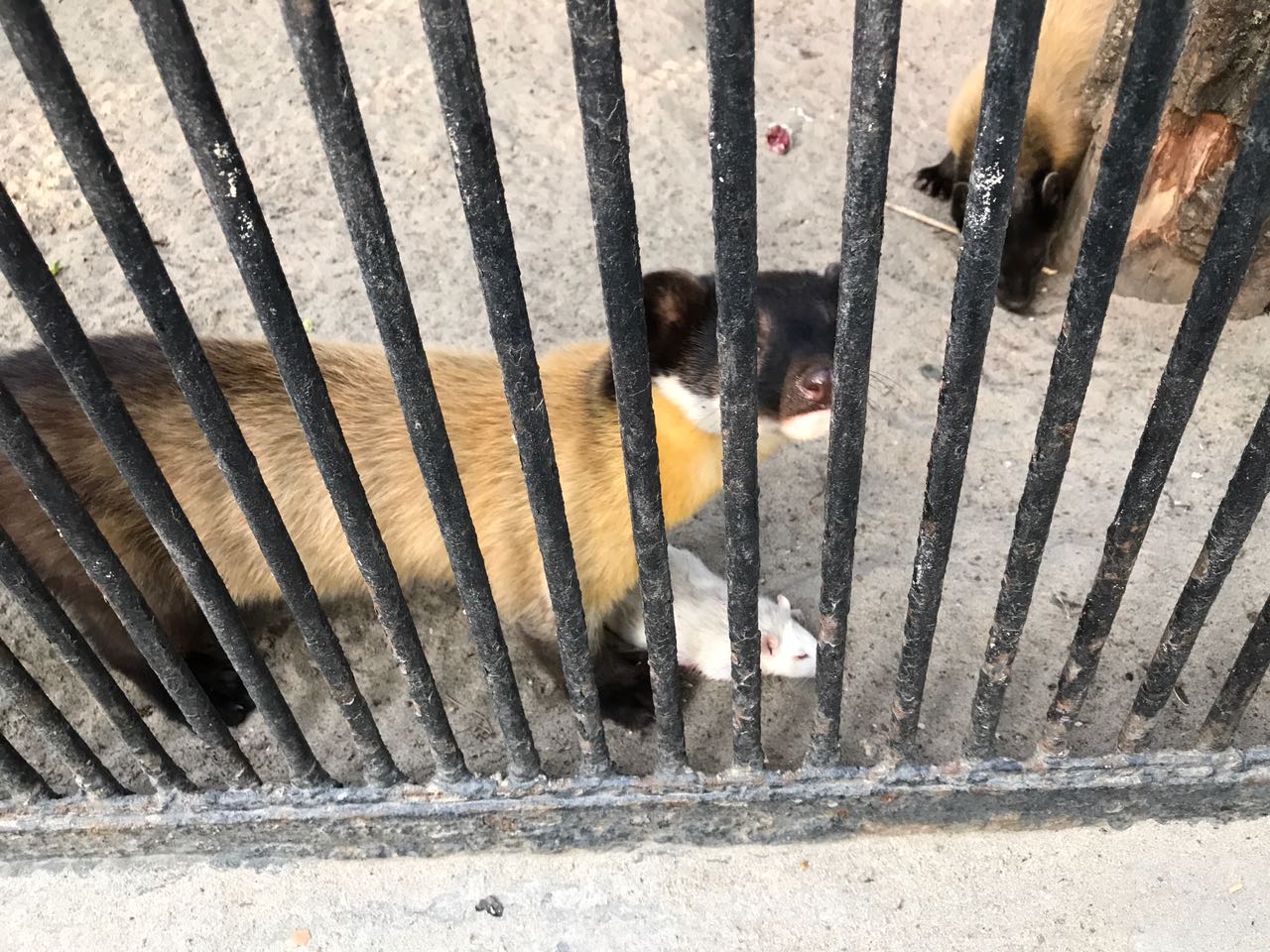 Yellow-throated marten