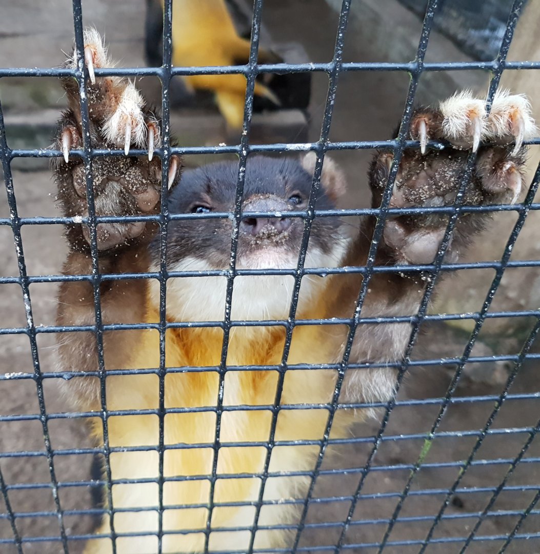 Yellow-throated marten