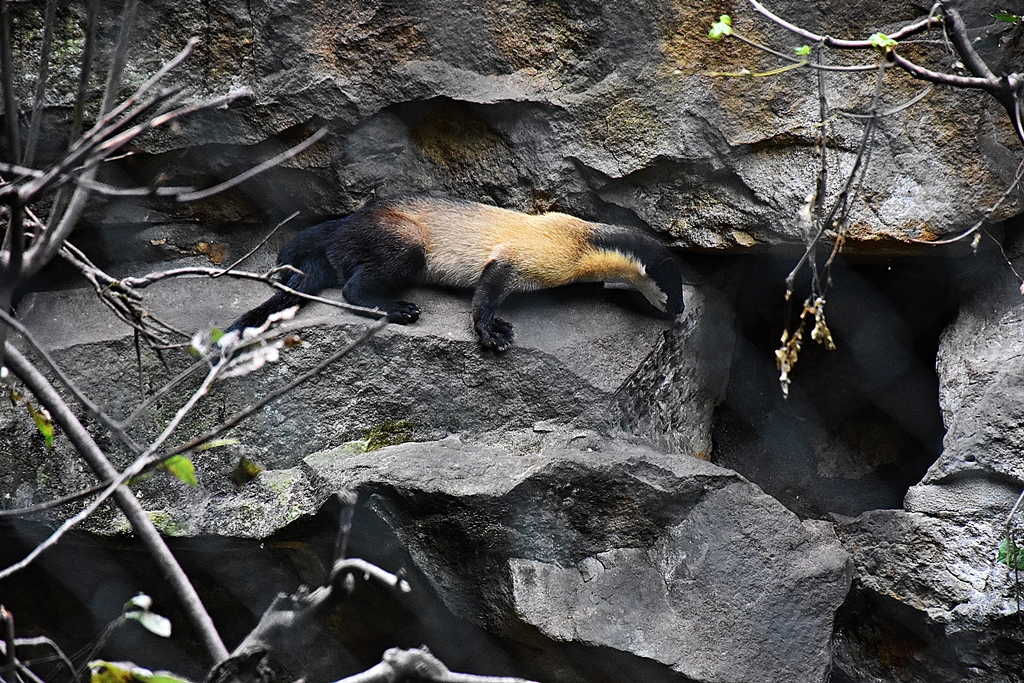 Yellow-throated marten
