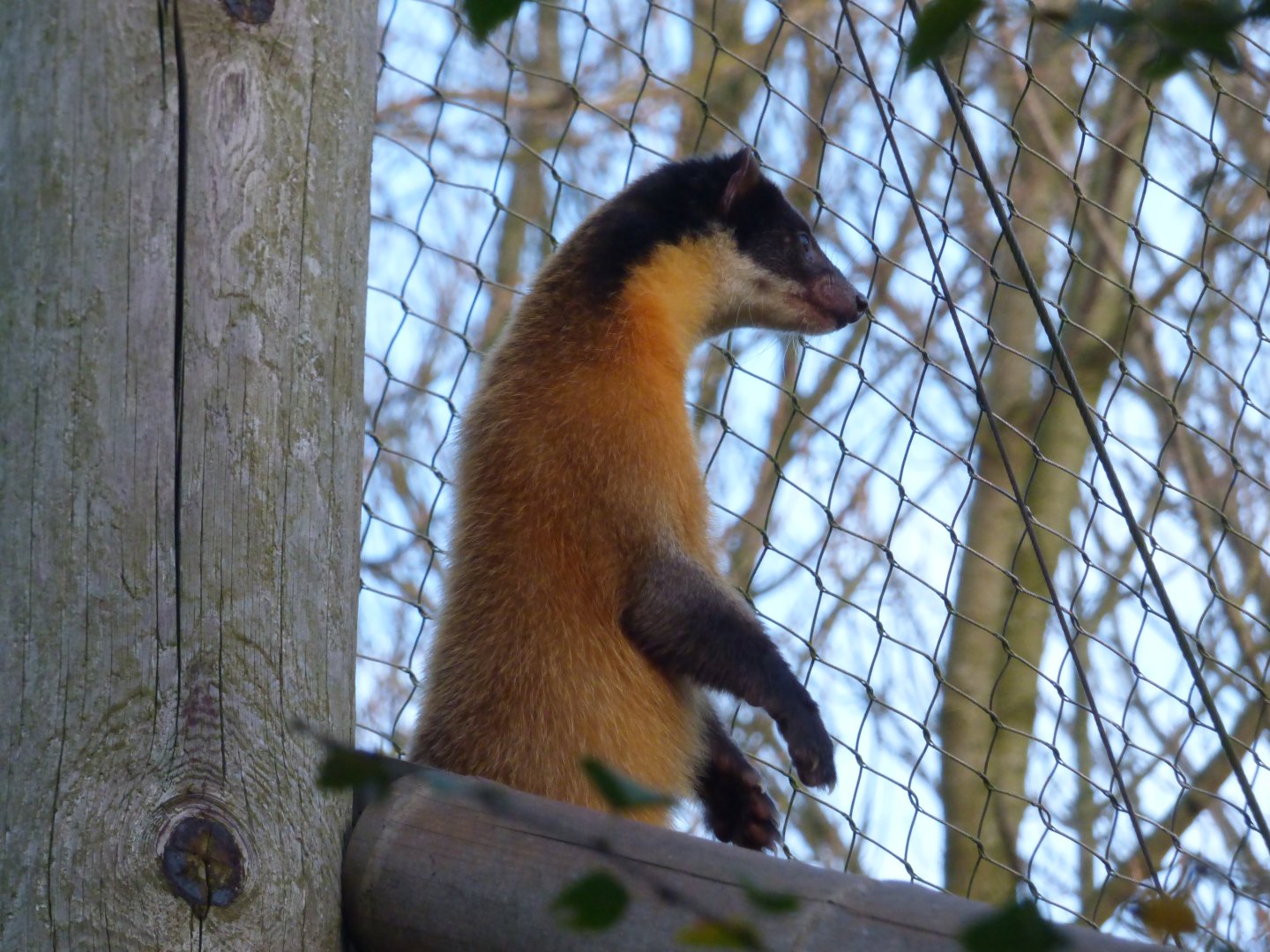 Yellow-throated Marten