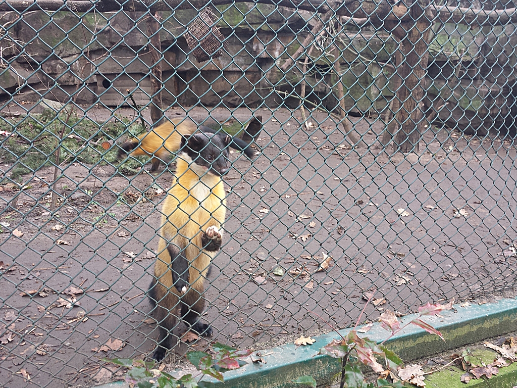 Yellow-throated marten