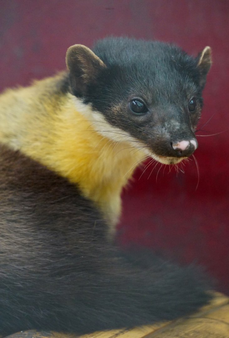 Yellow-throated marten