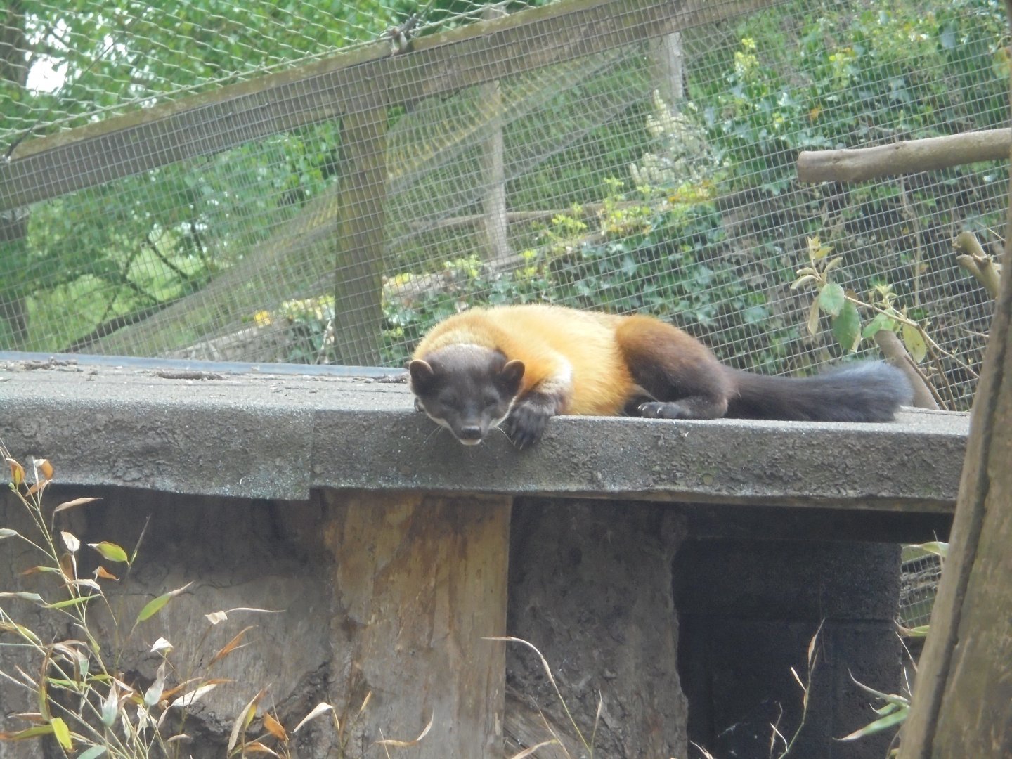Yellow throated Marten.