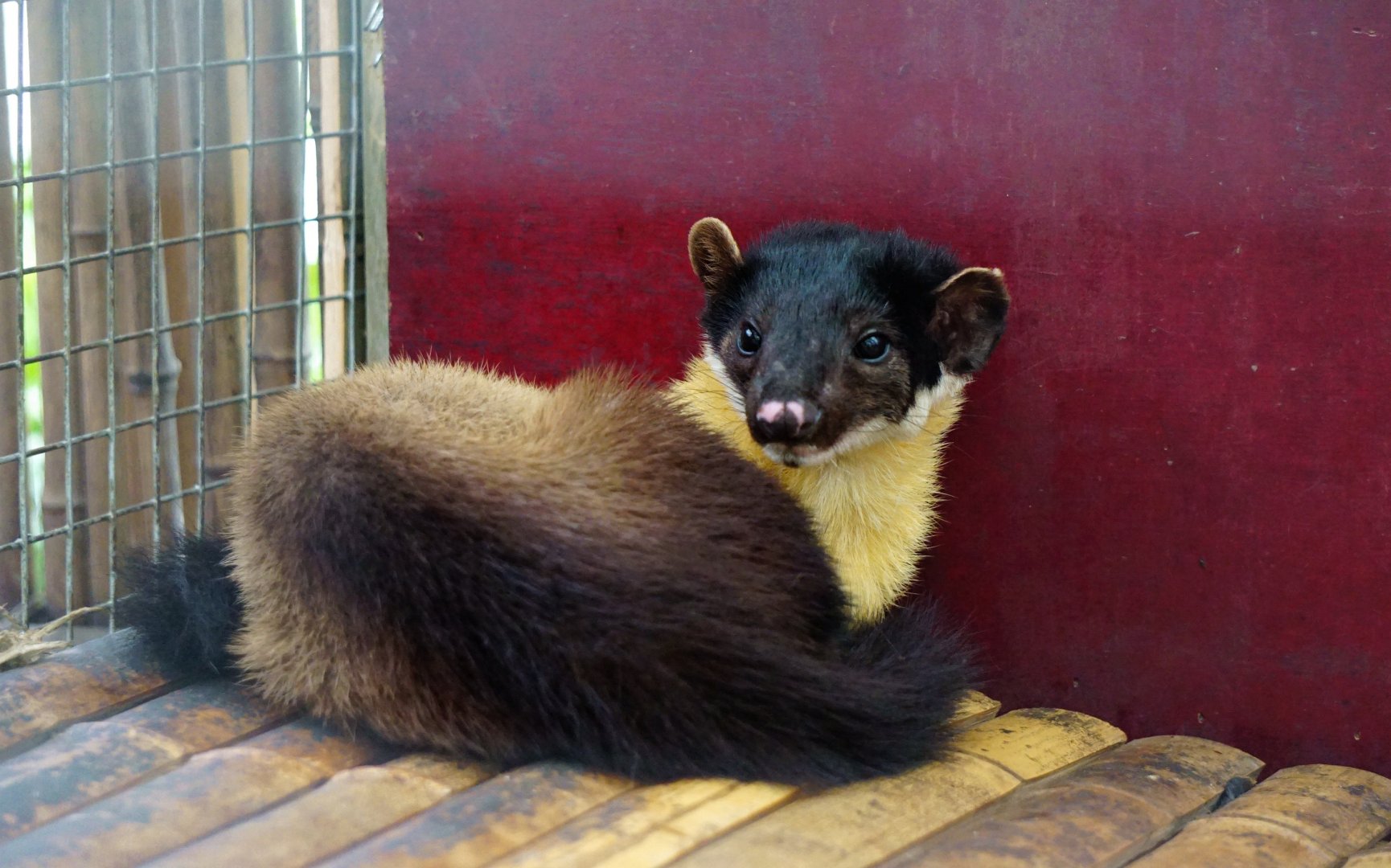 Yellow-throated marten