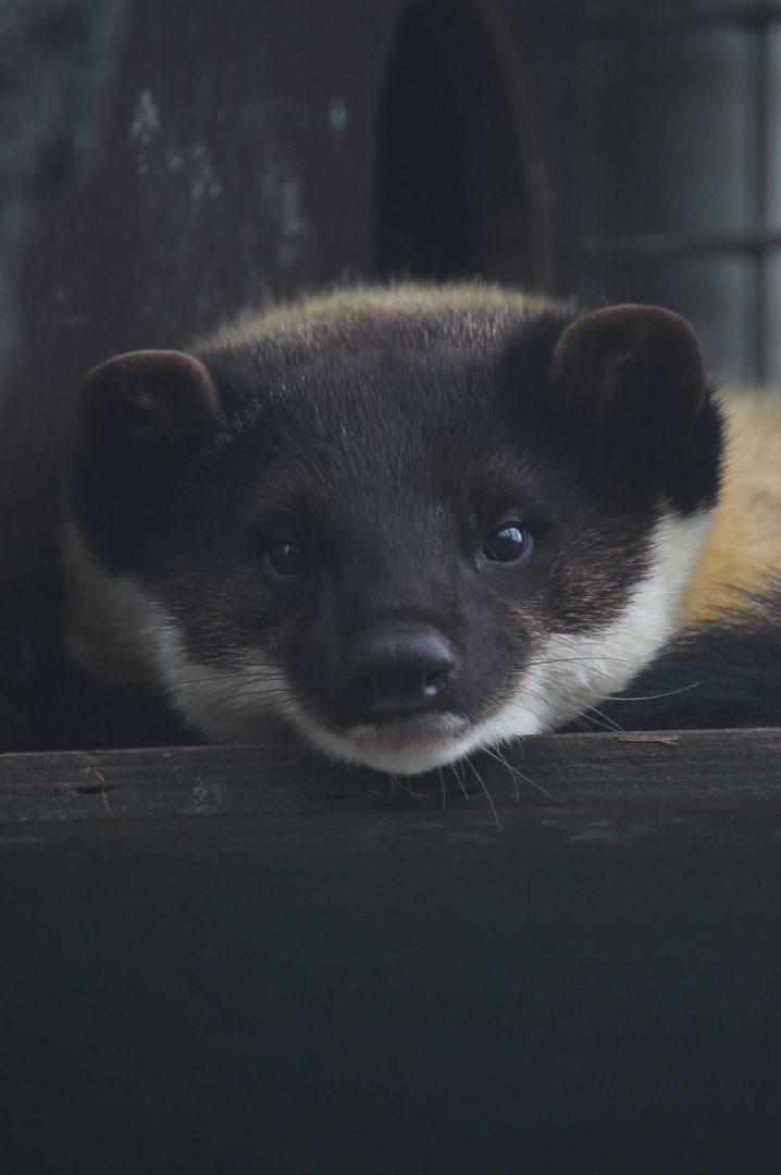 Yellow-throated marten