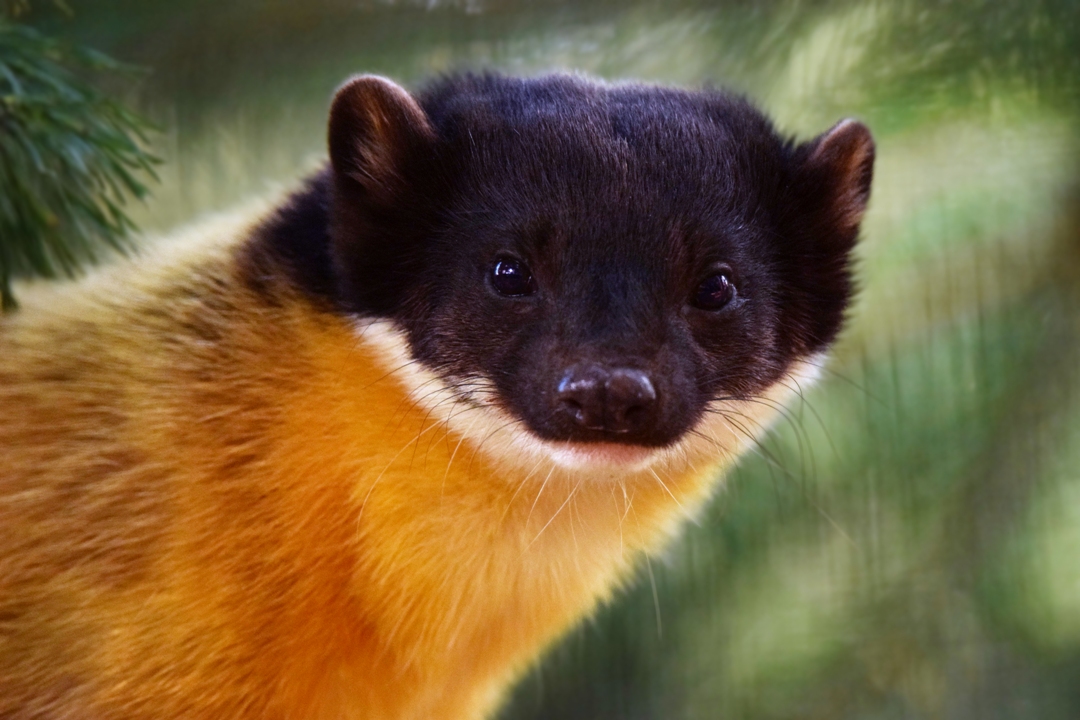 Yellow-throated marten