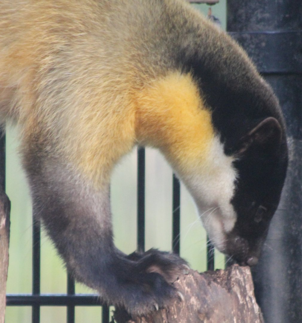 Yellow-throated marten
