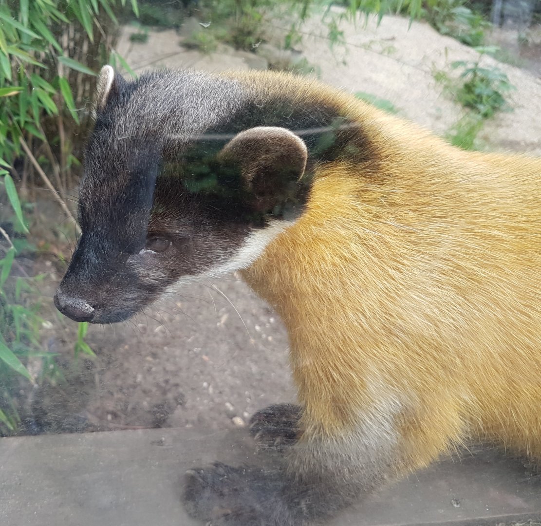 Yellow-throated marten