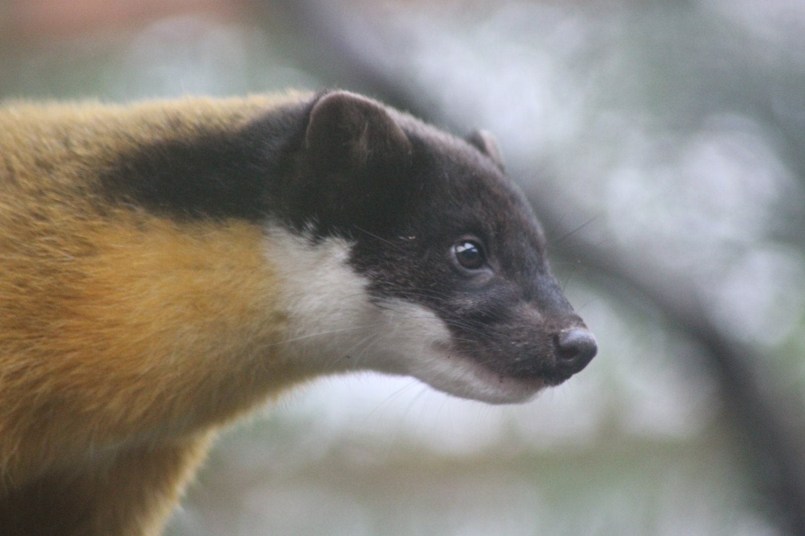 Yellow Throated Marten