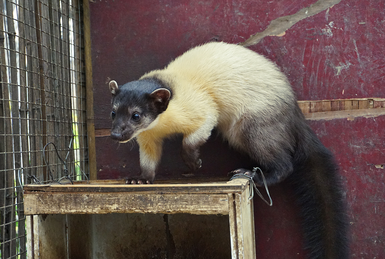 Yellow-throated marten