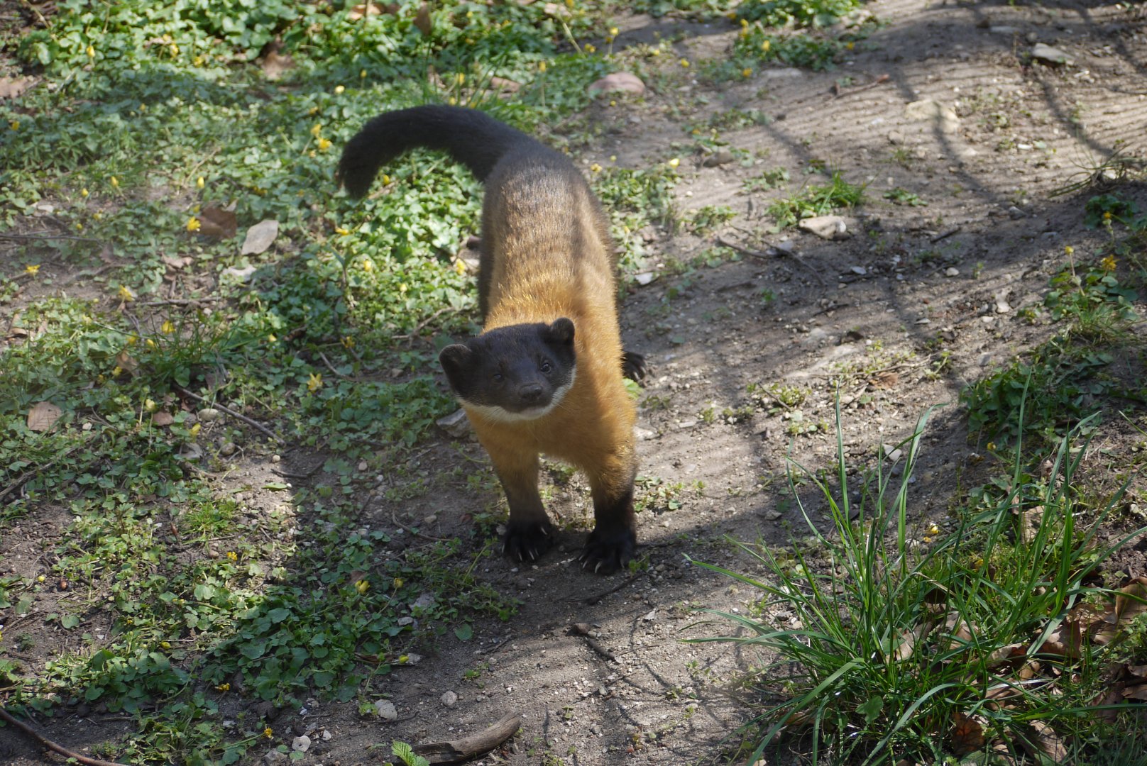 Yellow-Throated Marten