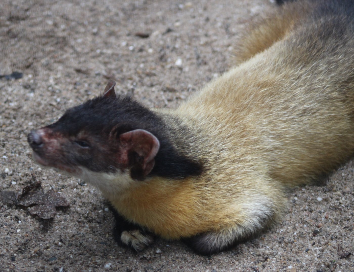 Yellow-throated marten