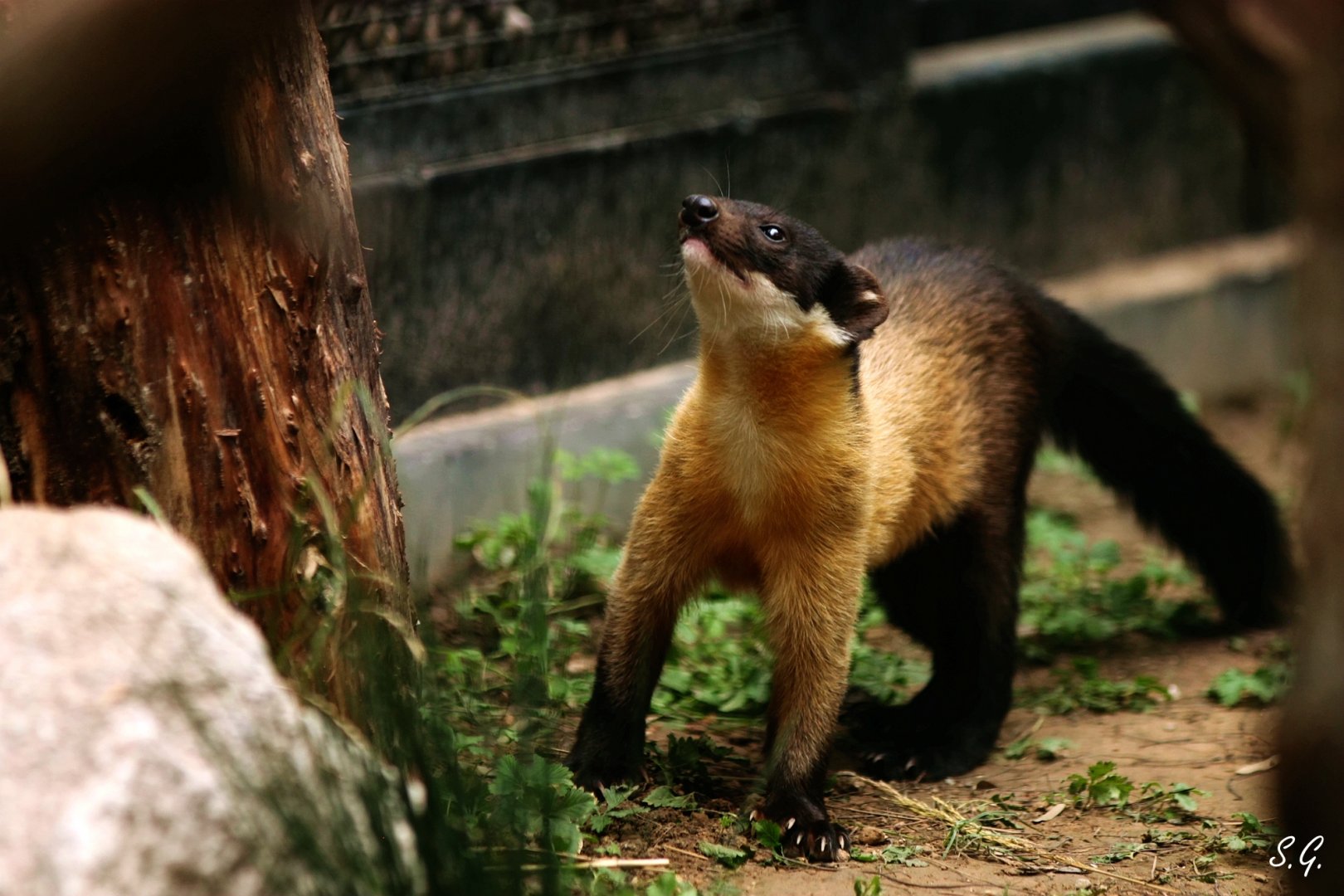 Yellow-throated marten