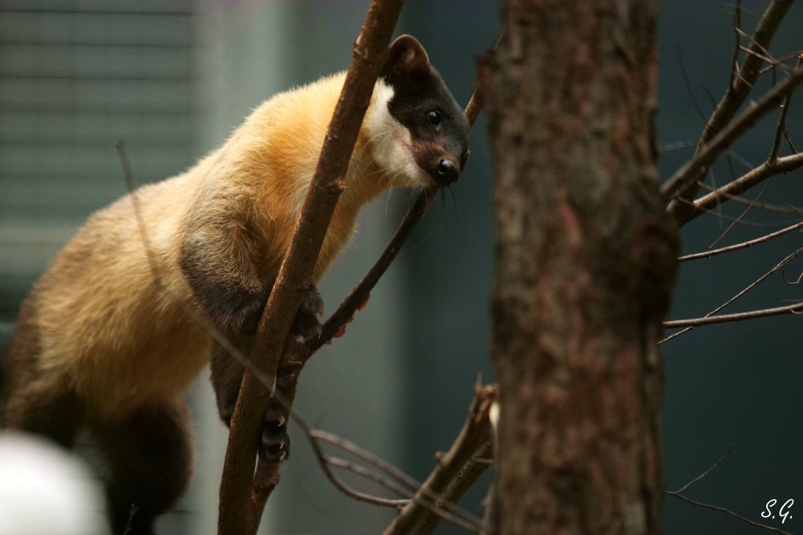 Yellow-throated marten