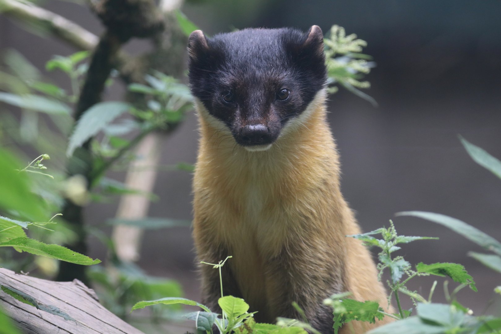 Yellow-throated marten