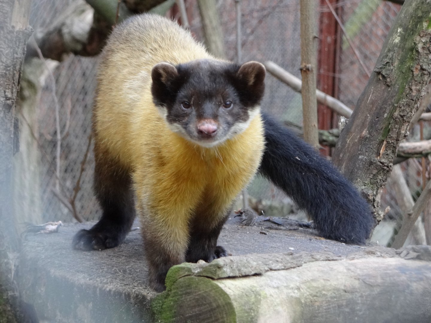 Yellow-throated Marten