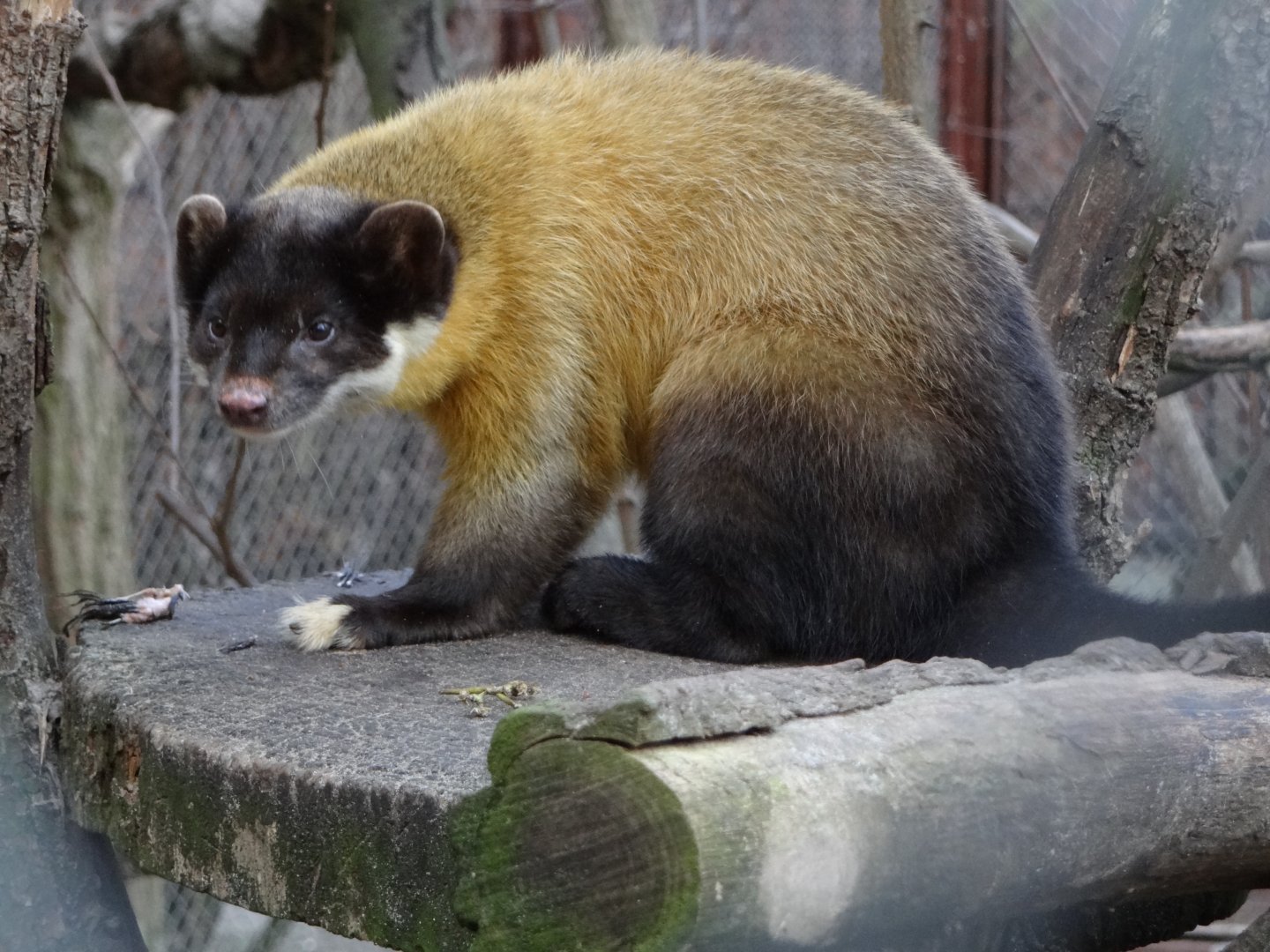 Yellow-throated Marten