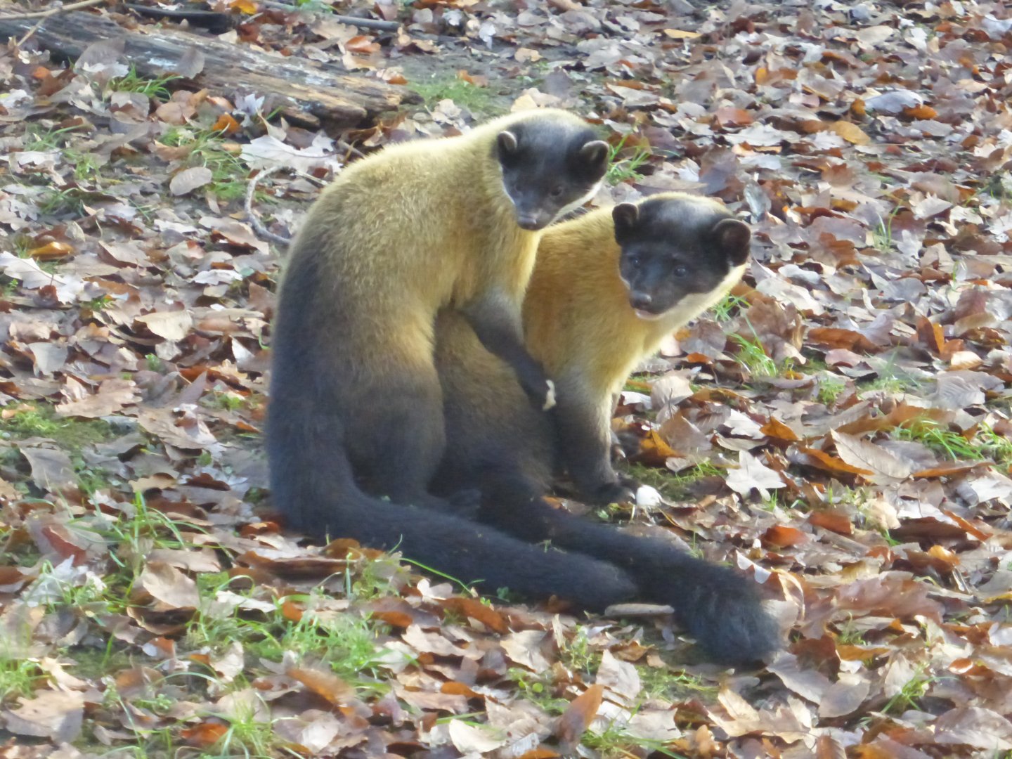 Yellow throated marten