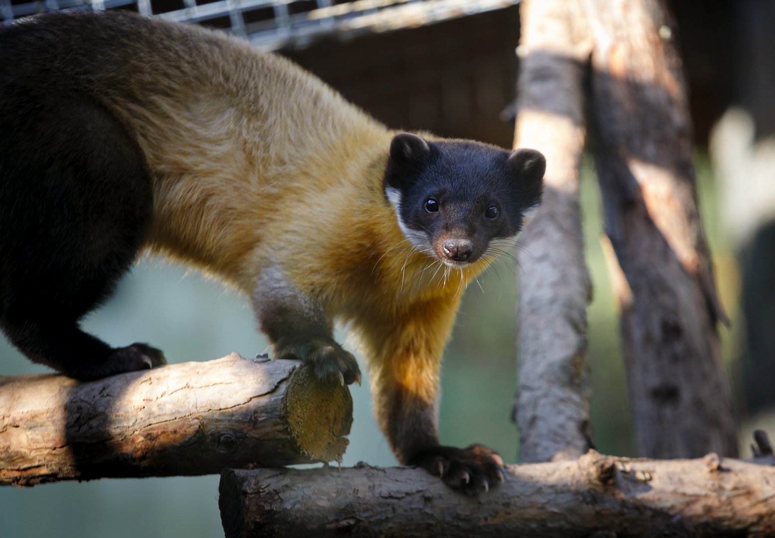 Yellow-throated marten