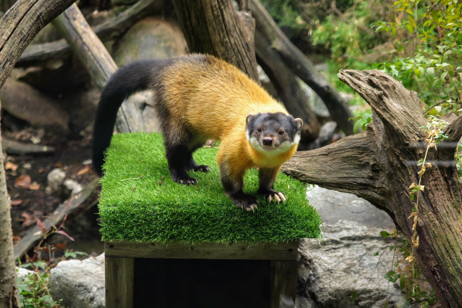Yellow-throated Marten