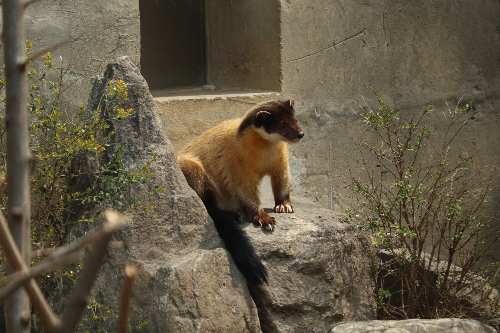 Yellow-throated Marten