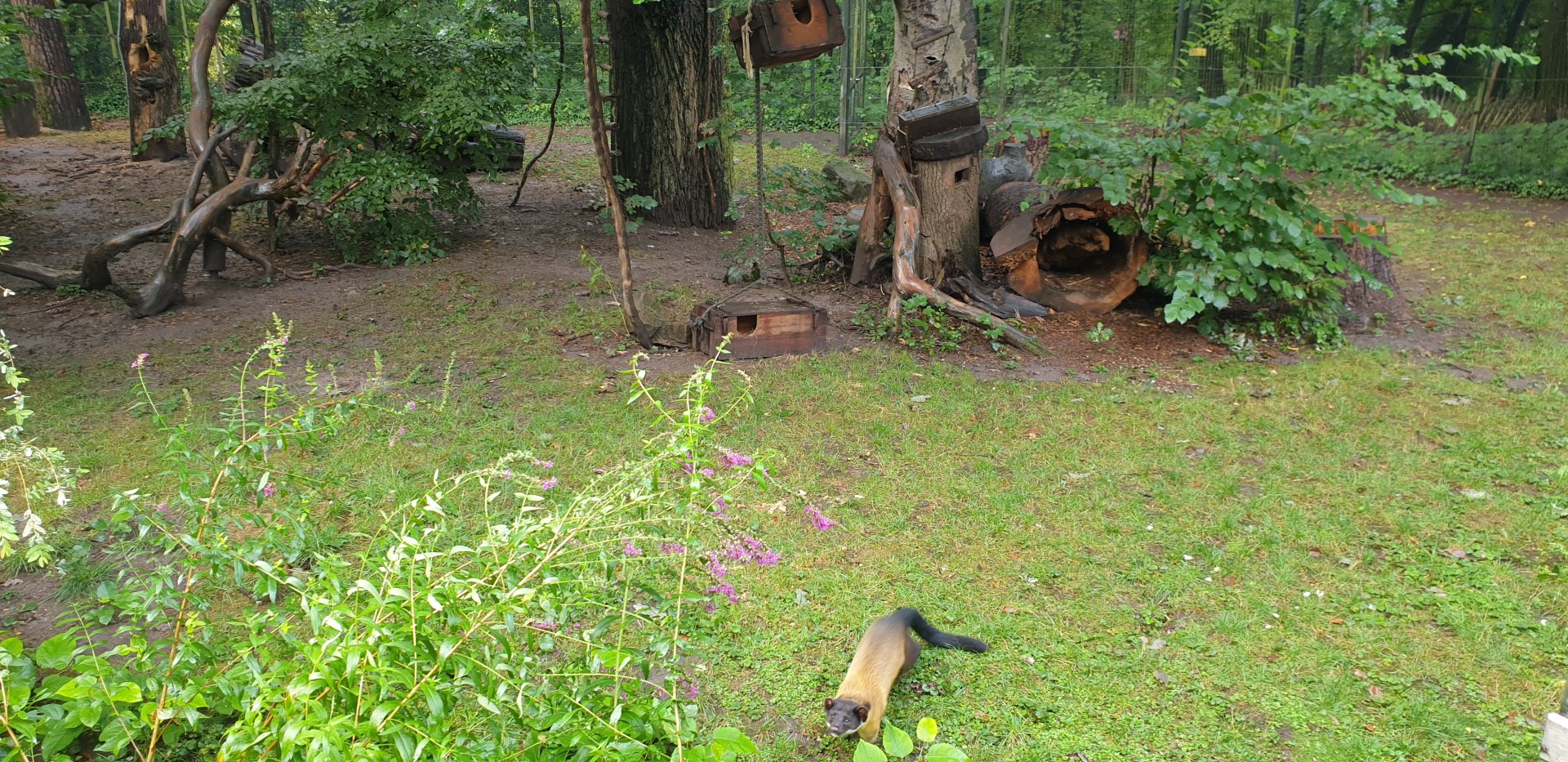 Yellow- throated Marten