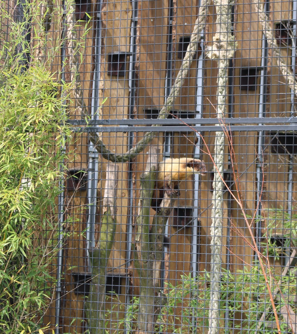 Yellow-throated marten
