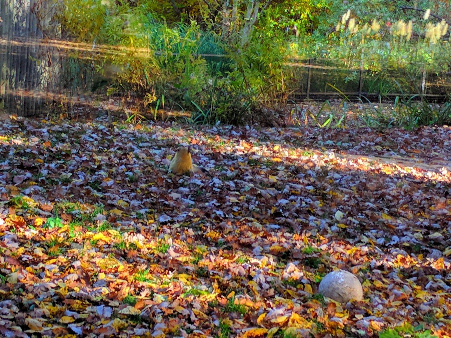Yellow throated Marten