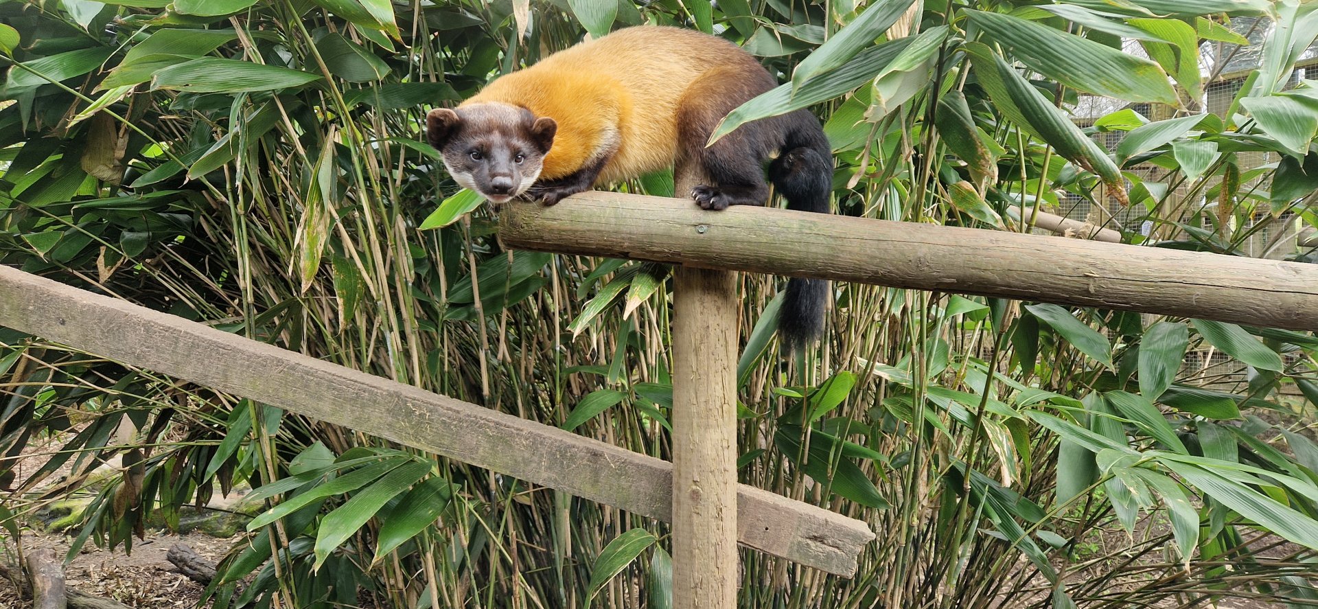Yellow-throated Marten
