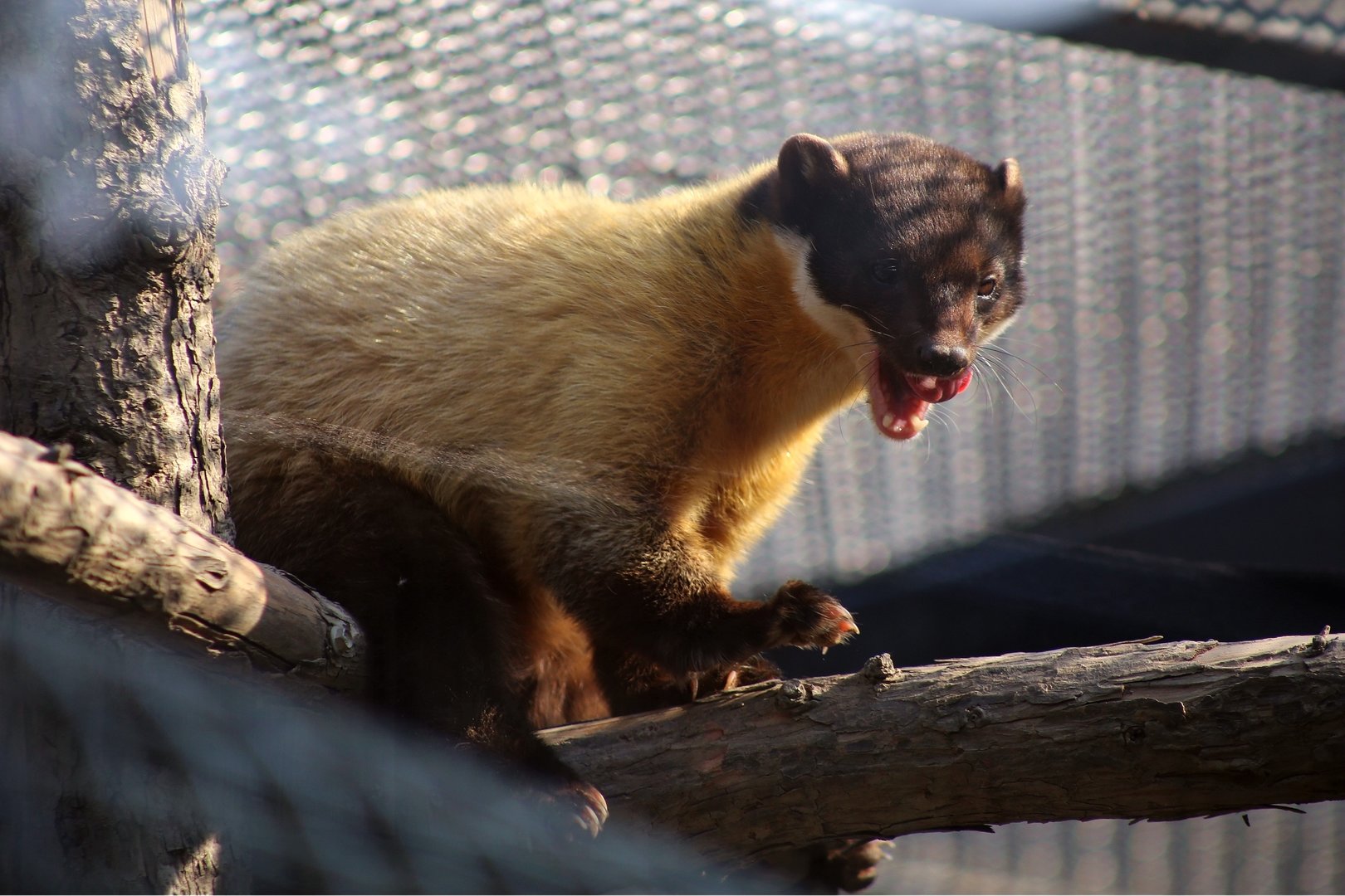 Yellow-throated Marten