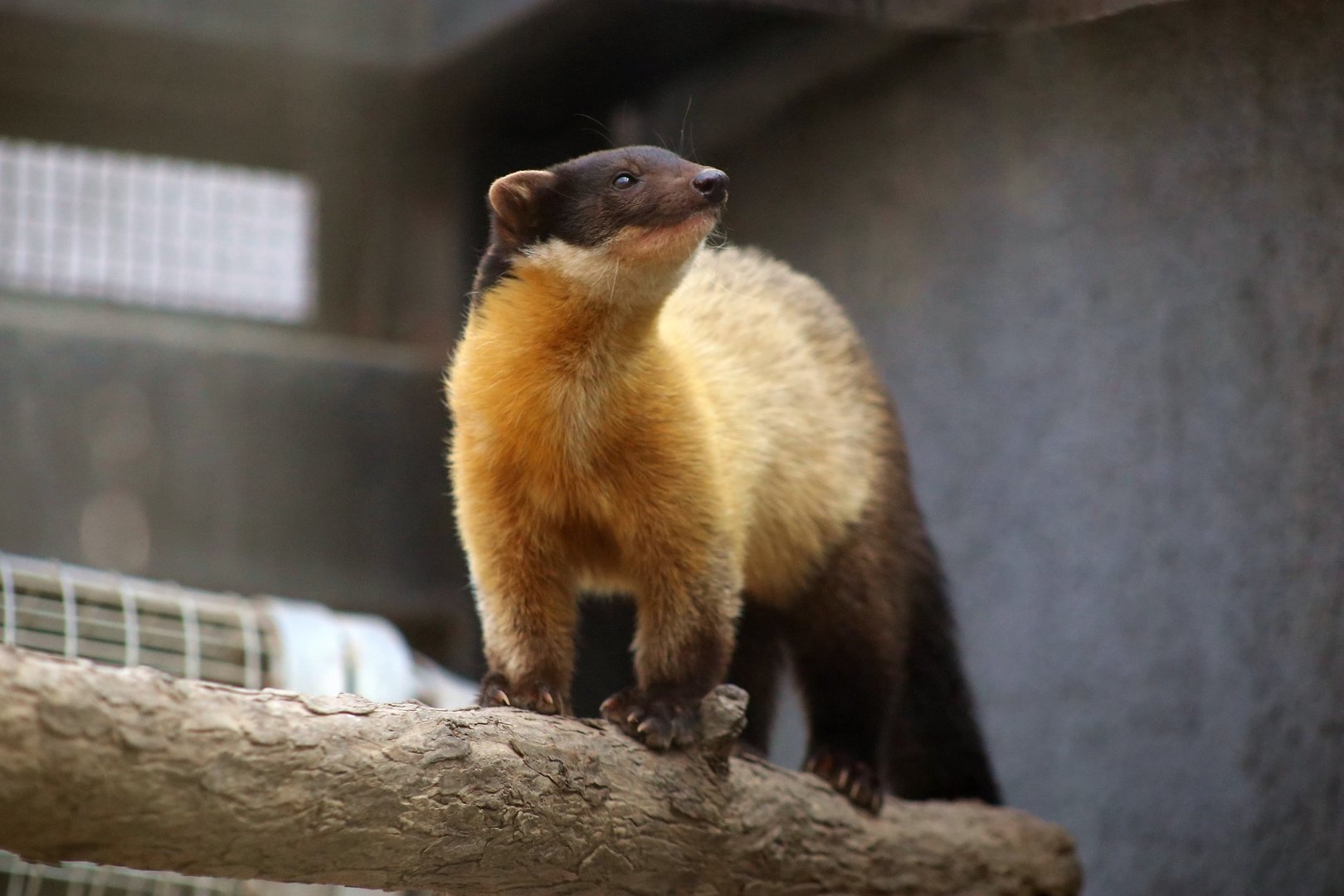 Yellow-throated Marten