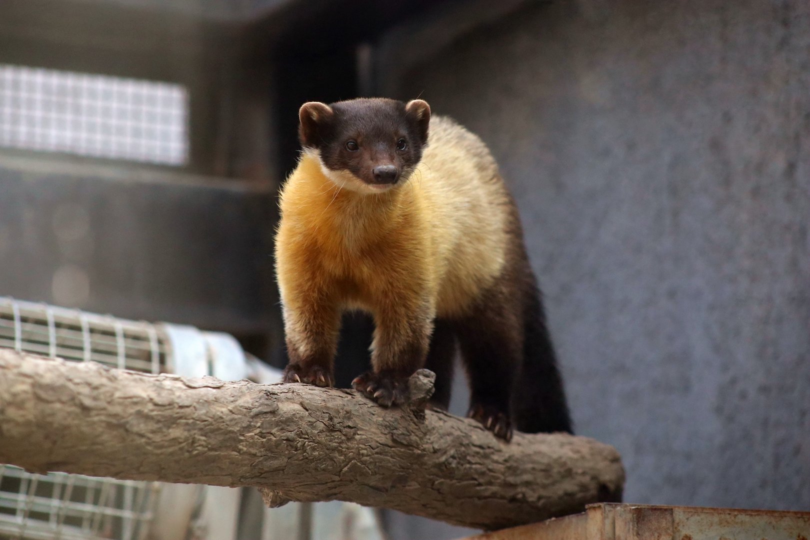Yellow-throated Marten