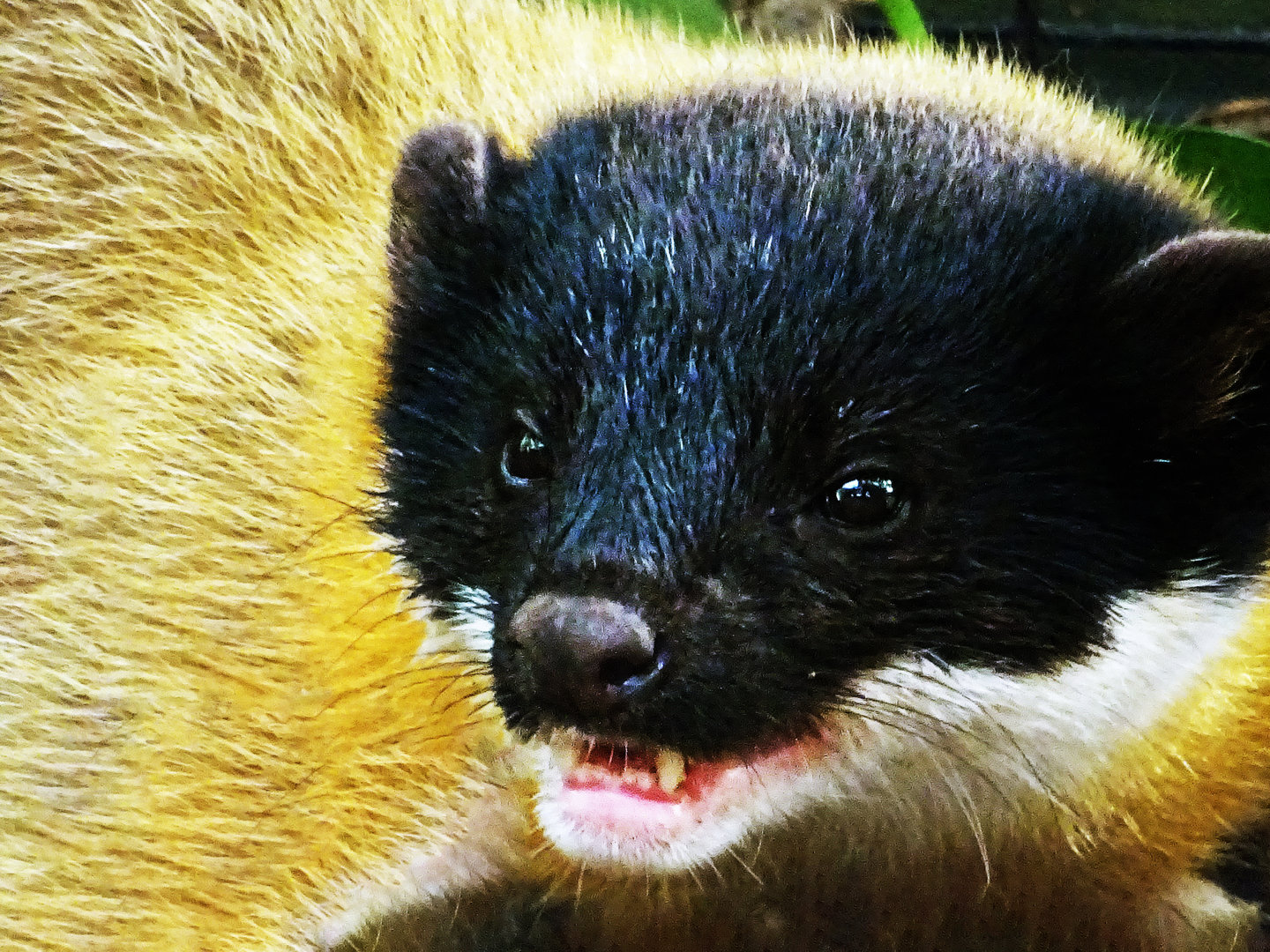 Yellow-Throated Marten