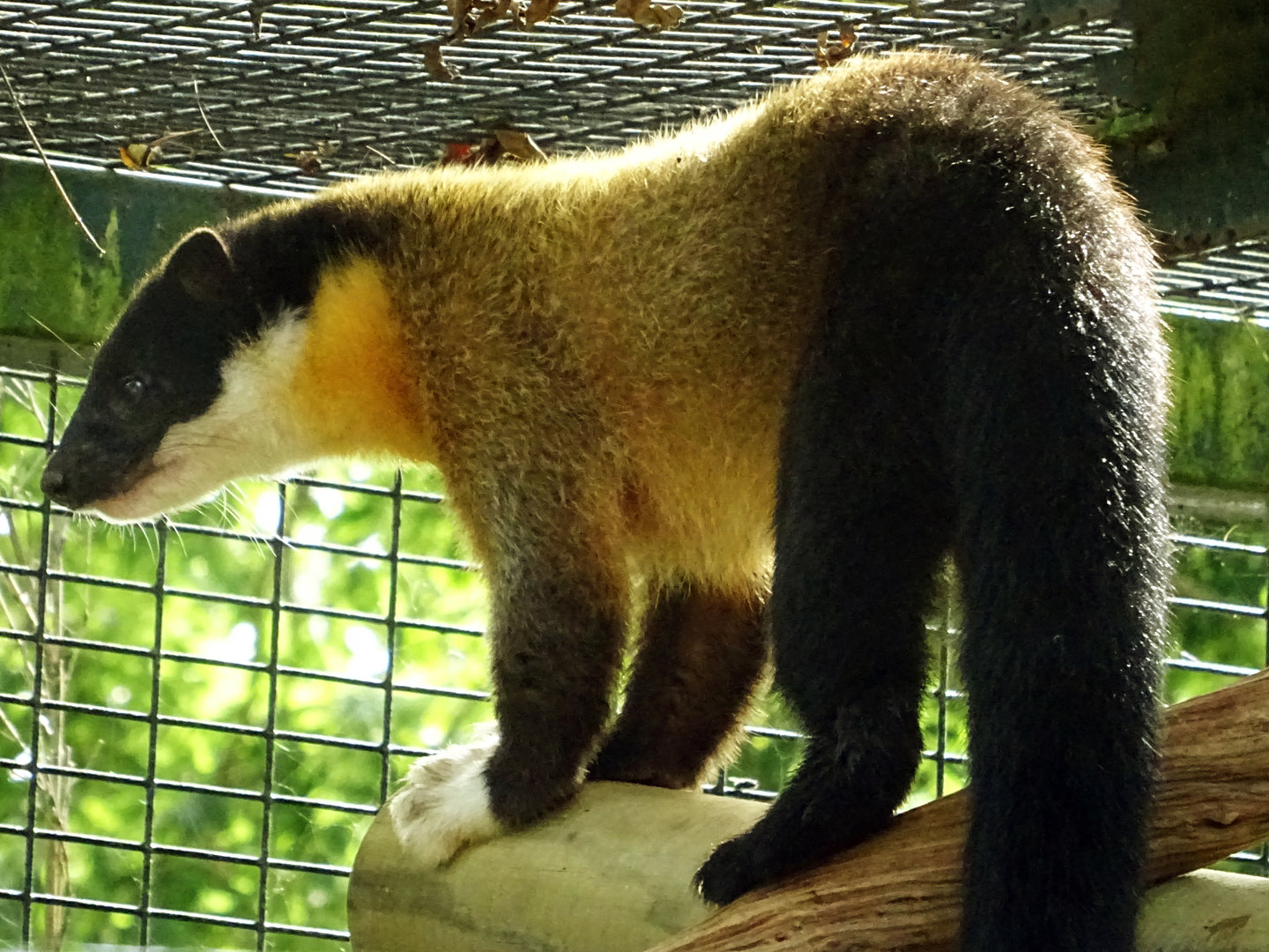 Yellow-Throated Marten