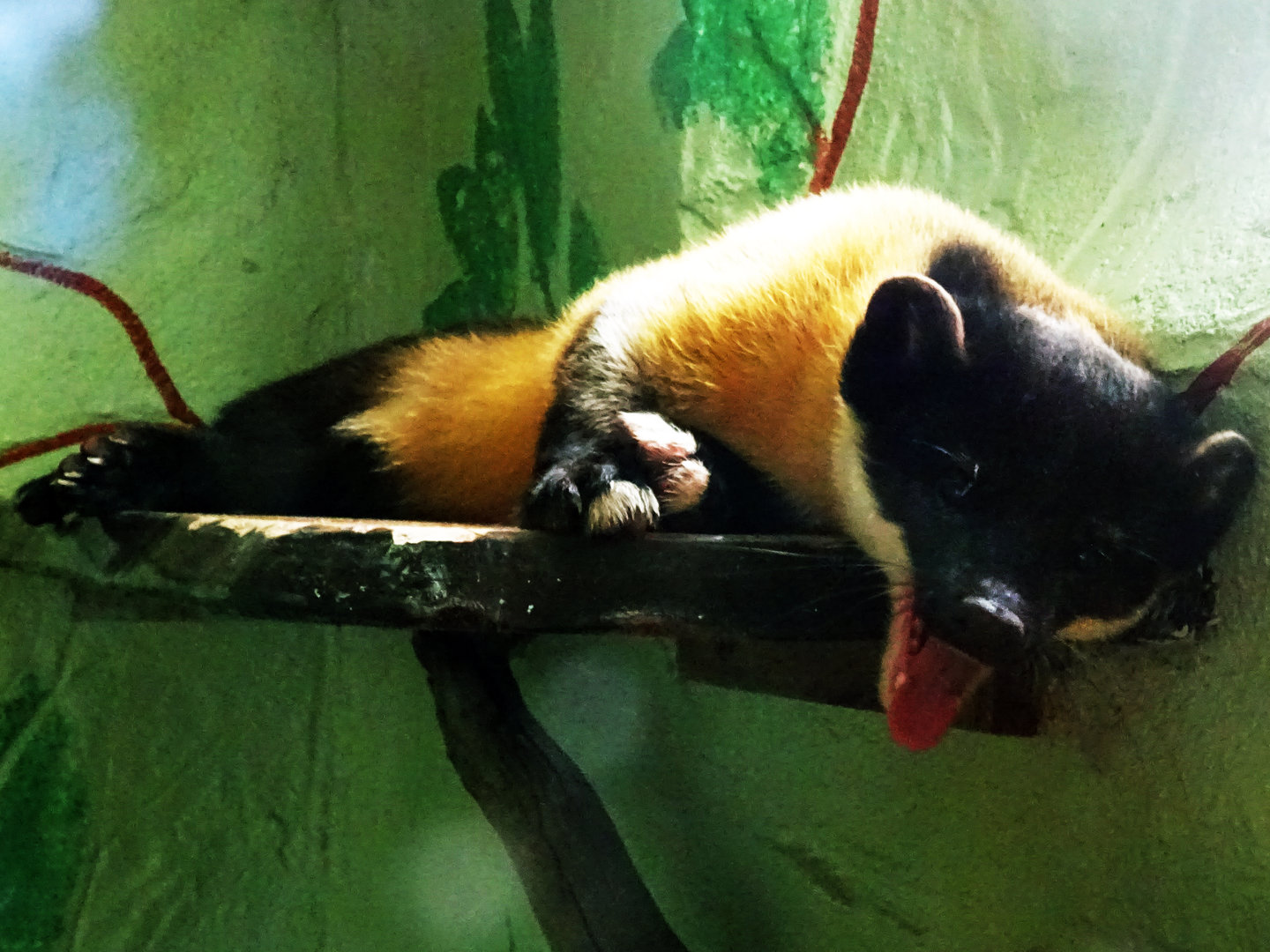 Yellow-Throated Marten