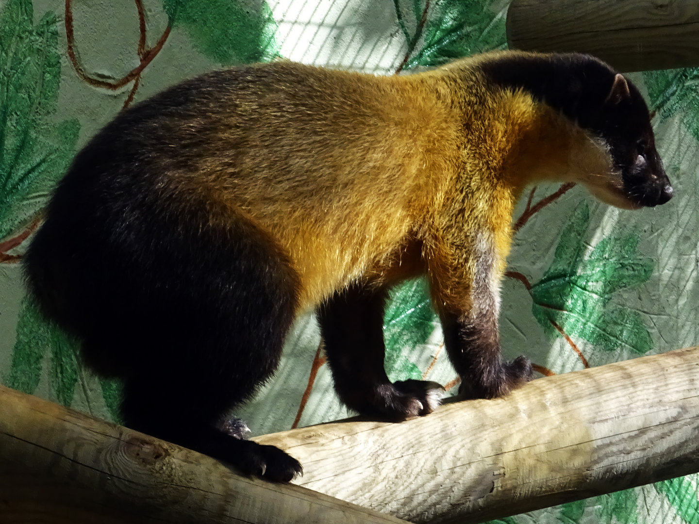 Yellow-Throated Marten