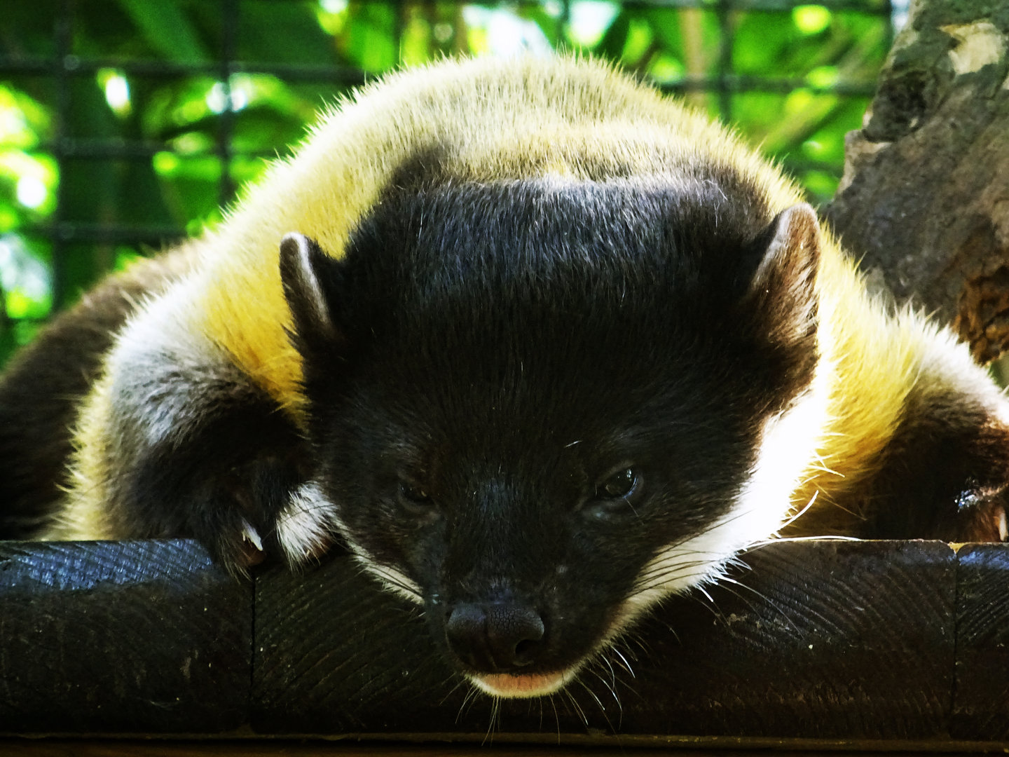 Yellow-Throated Marten