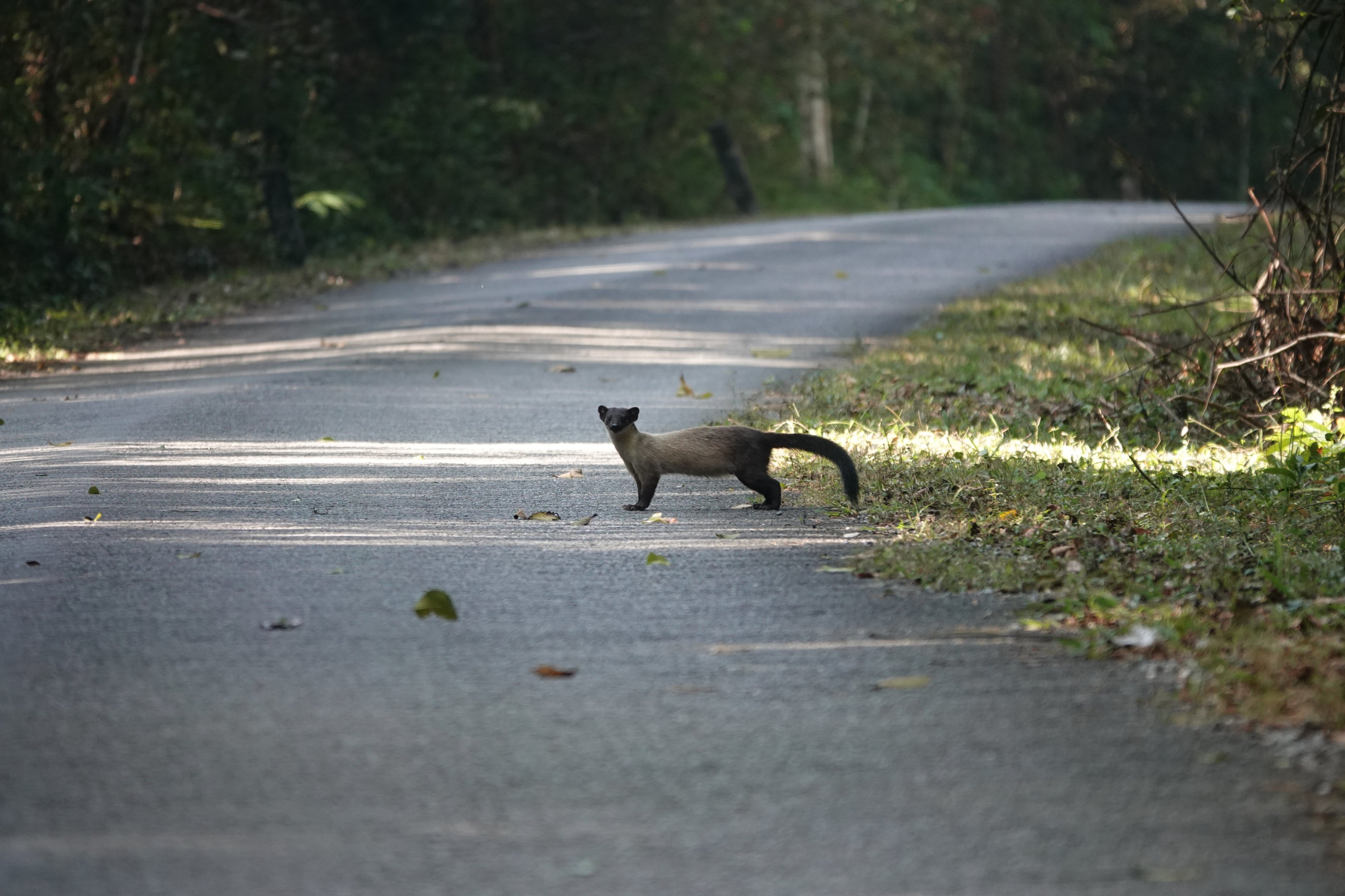 Yellow-throated marten