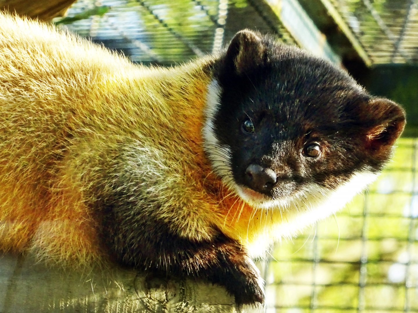 Yellow-Throated Marten