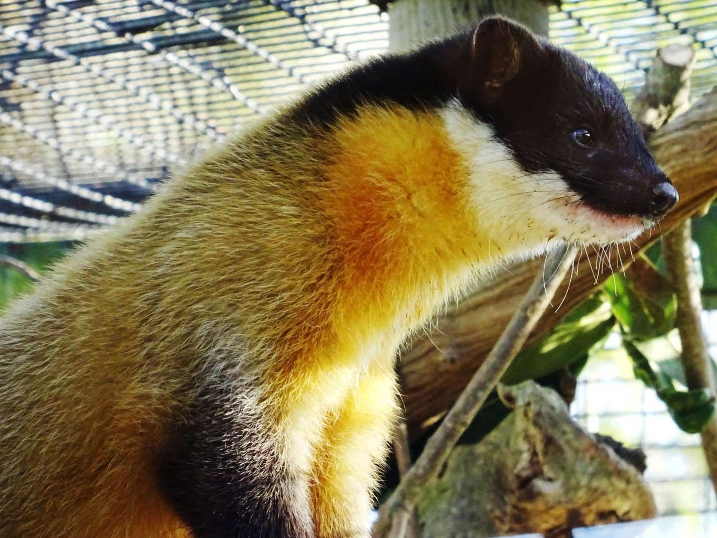 Yellow-Throated Marten
