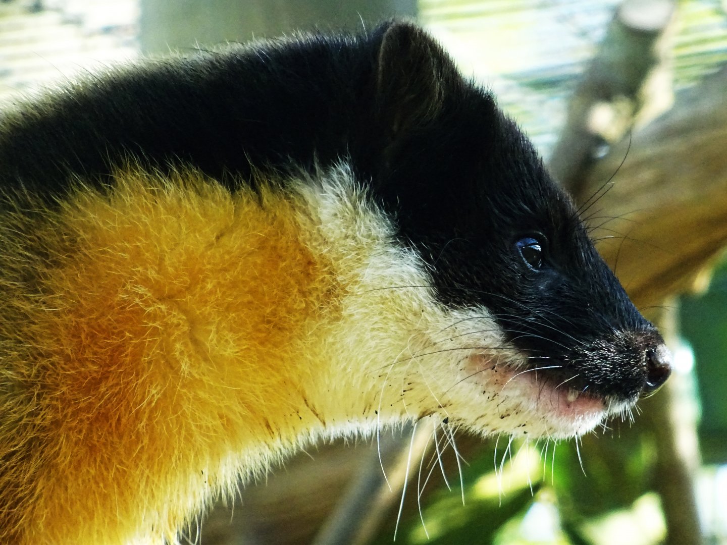 Yellow-Throated Marten