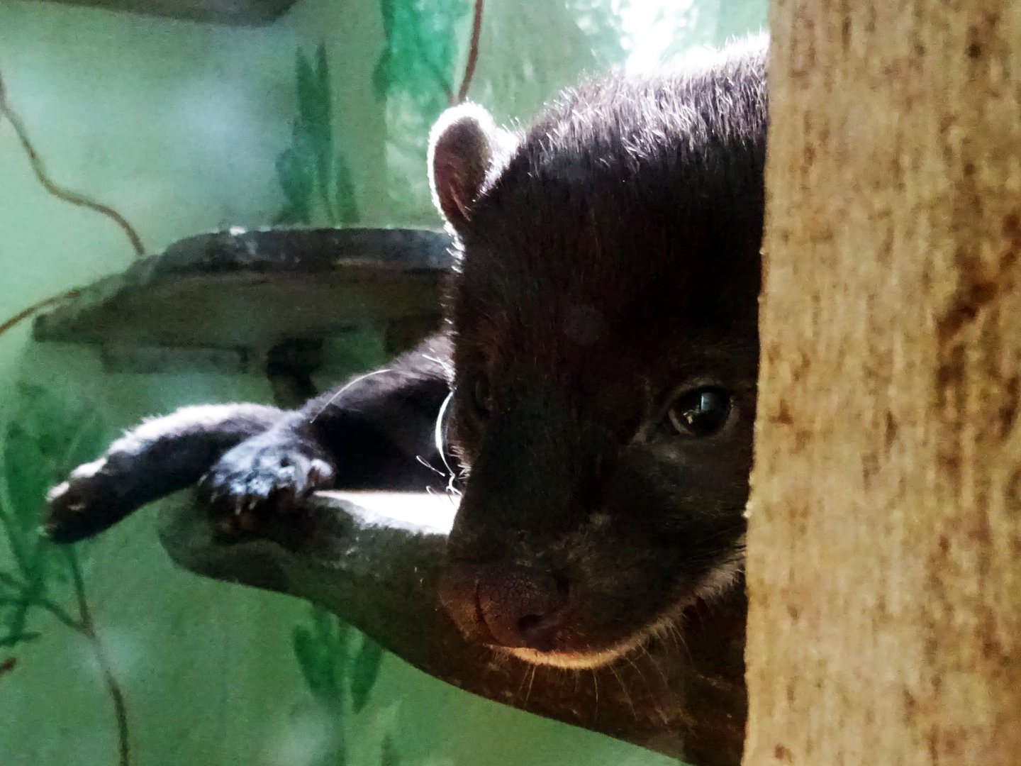 Yellow-Throated Marten