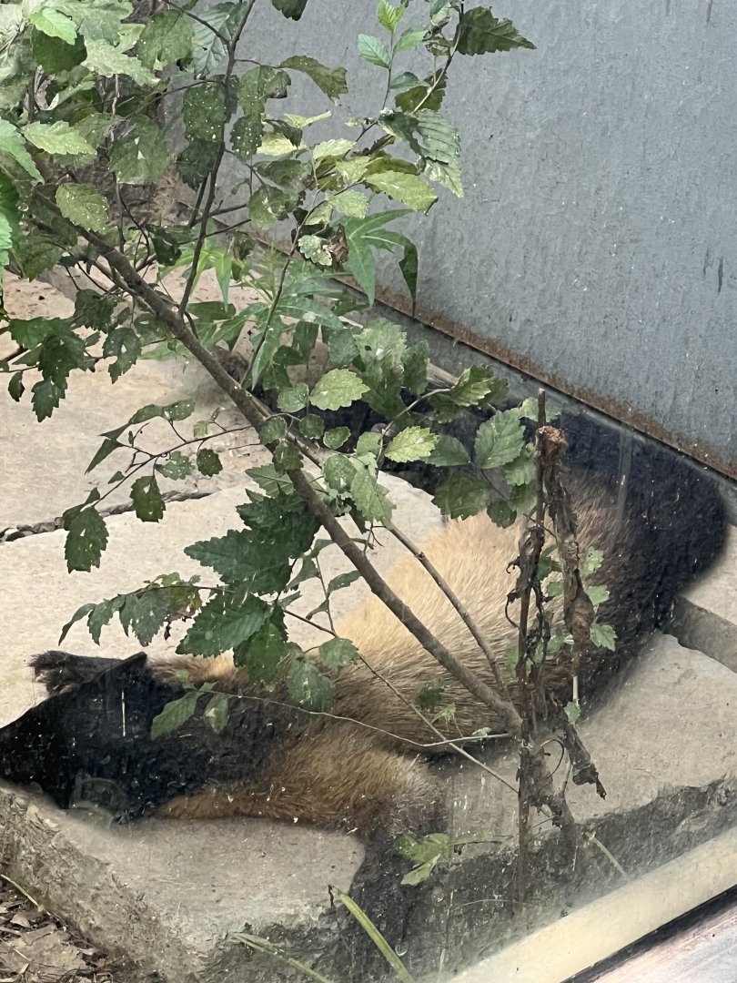 Yellow-throated marten