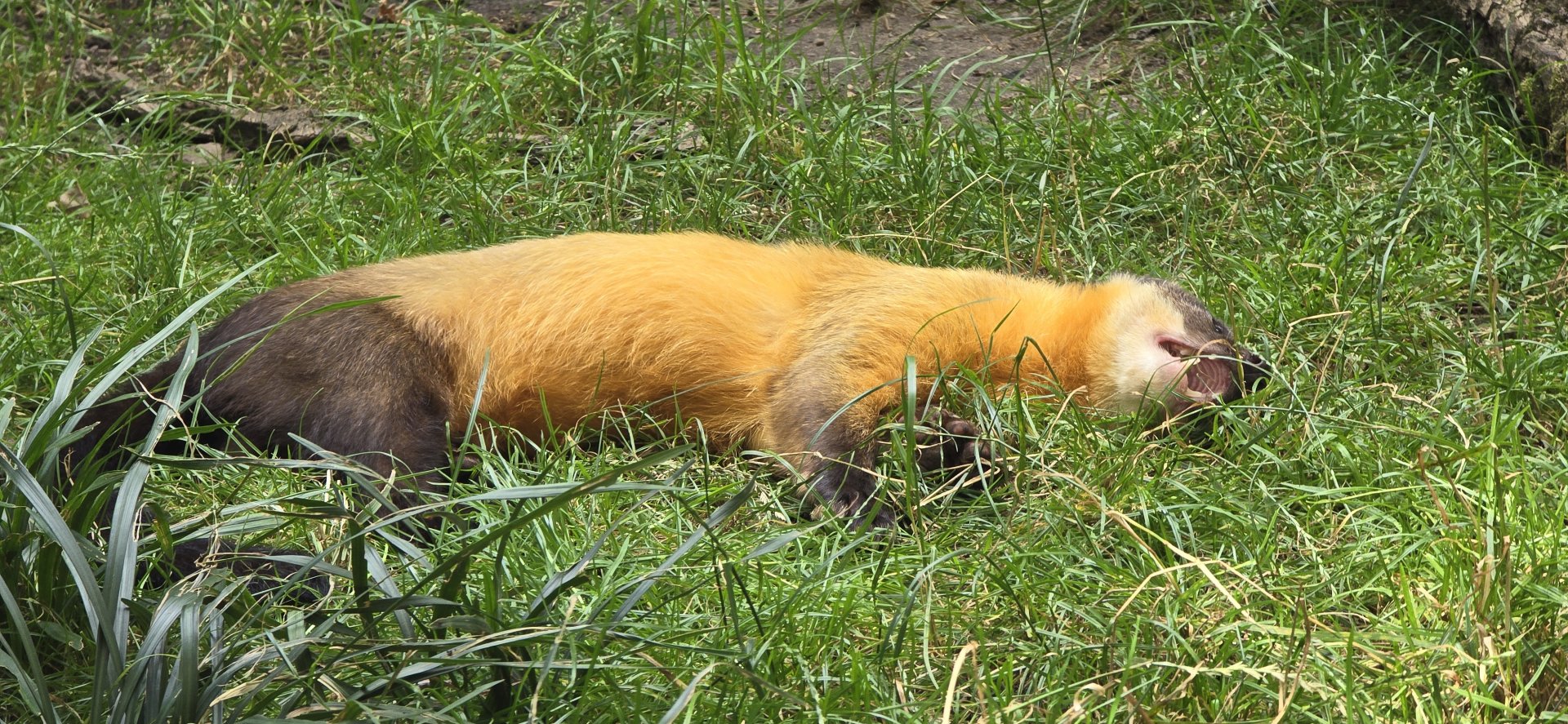 Yellow throated marten